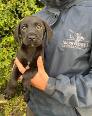 PERRO DE LABRADOR KC