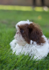 Español Chica Shih Tzu Imperial Parti Chocolate LISTA