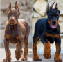 regalo-cachorro-de-doberman-para-adopcion-small-0