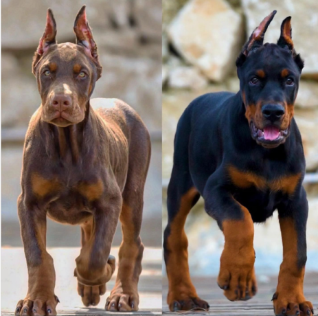 regalo-cachorro-de-doberman-para-adopcion-big-0