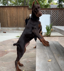 Regalo Cachorro de Doberman para adopcion