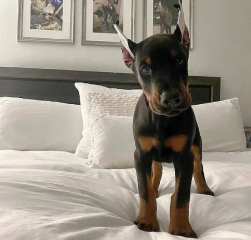 Regalo Cachorro de Doberman para adopcion