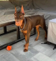 regalo-cachorro-de-doberman-para-adopcion-small-0