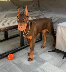 Regalo Cachorro de Doberman para adopcion