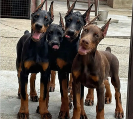 Regalo Cachorro de Doberman para adopcion