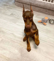 Regalo Cachorro de Doberman para adopcion