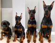 regalo-cachorro-de-doberman-para-adopcion-small-0