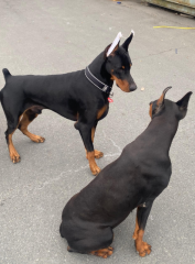 Regalo Cachorro de Doberman para adopcion