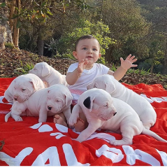 Regalo Cachorro de Dogo Argentino para adopcion