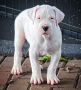 regalo-cachorro-de-dogo-argentino-para-adopcion-small-0