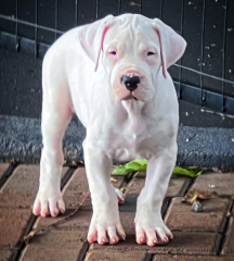 Regalo Cachorro de Dogo Argentino para adopcion