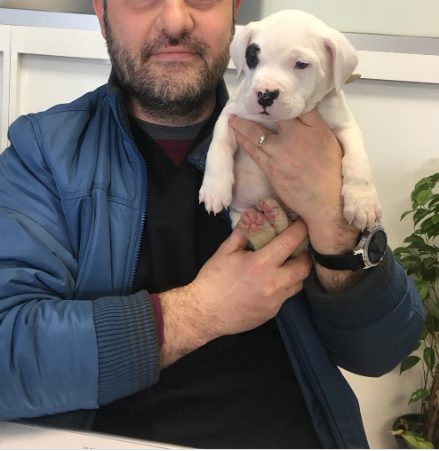 regalo-cachorro-de-dogo-argentino-para-adopcion-big-0