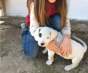 Regalo Cachorro de Dogo Argentino para adopcion