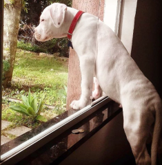 Regalo Cachorro de Dogo Argentino para adopcion