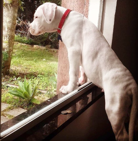 regalo-cachorro-de-dogo-argentino-para-adopcion-big-0