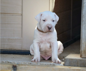 Regalo Cachorro de Dogo Argentino para adopcion