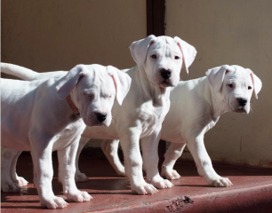 Regalo Cachorro de Dogo Argentino para adopcion