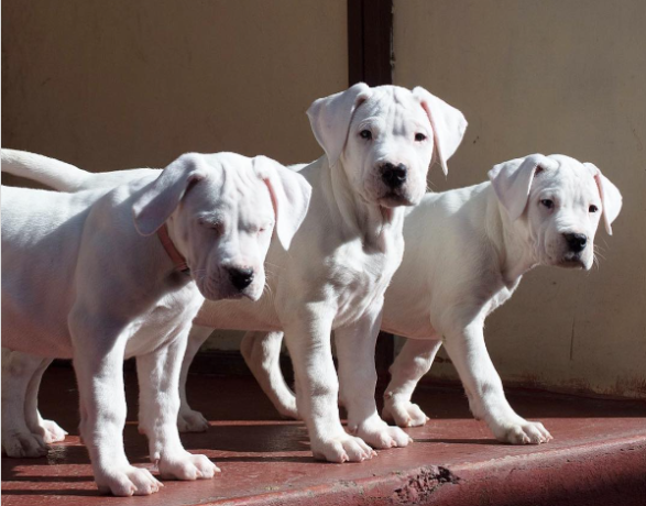 regalo-cachorro-de-dogo-argentino-para-adopcion-big-0