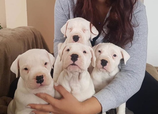 Regalo Cachorro de Dogo Argentino para adopcion