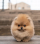 regalo-cachorro-de-pomerania-mini-en-adopcion-small-0