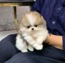 regalo-cachorro-de-pomerania-mini-en-adopcion-small-0