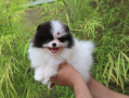 regalo-cachorro-de-pomerania-mini-en-adopcion-small-0