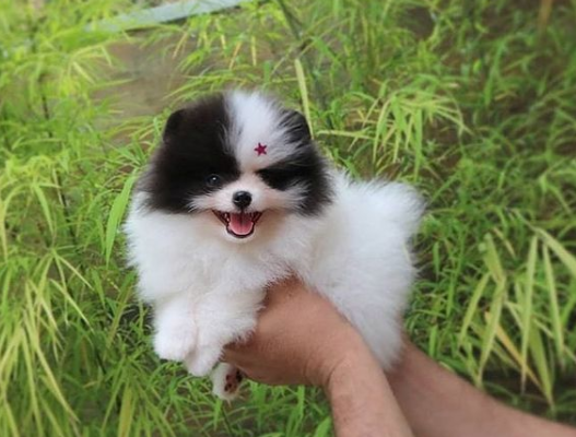 regalo-cachorro-de-pomerania-mini-en-adopcion-big-0