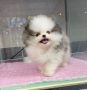 regalo-cachorro-de-pomerania-mini-en-adopcion-small-0