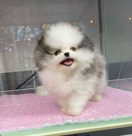 regalo-cachorro-de-pomerania-mini-en-adopcion-big-0