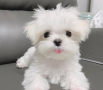 regalo-cachorro-de-bichon-maltes-mini-toy-para-adopcion-small-0