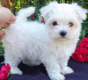 regalo-cachorro-de-bichon-maltes-mini-toy-para-adopcion-small-0