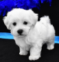 regalo-cachorro-de-bichon-maltes-mini-toy-para-adopcion-small-0