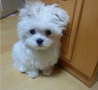 regalo-cachorro-de-bichon-maltes-mini-toy-para-adopcion-small-0