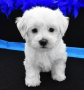 regalo-cachorro-de-bichon-maltes-mini-toy-para-adopcion-small-0