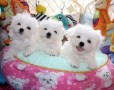 bichon-maltes-small-0