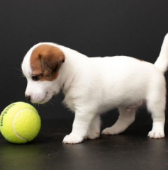 Regalo cachorro de jack russell en adopción