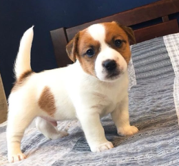 Regalo cachorro de jack russell en adopción