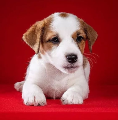 Regalo cachorro de jack russell en adopción