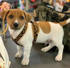 Regalo cachorro de jack russell en adopción