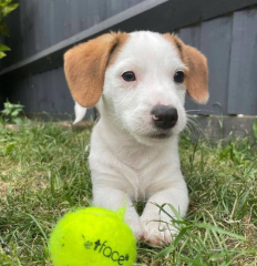 Regalo cachorro de jack russell en adopción