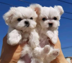 regalo-cachorro-de-bichon-maltes-mini-toy-para-adopcion-small-0