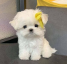 regalo-cachorro-de-bichon-maltes-mini-toy-para-adopcion-small-0