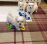 regalo-cachorro-de-bichon-maltes-mini-toy-para-adopcion-small-0