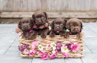 Cachorro de LABRADOR CHOCOLATE Para Adopcion