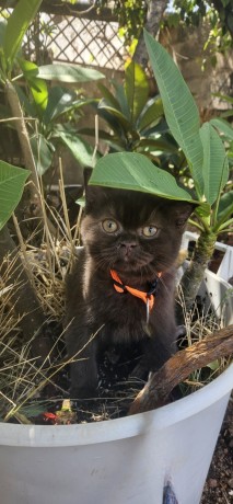 british-shorthair-big-2