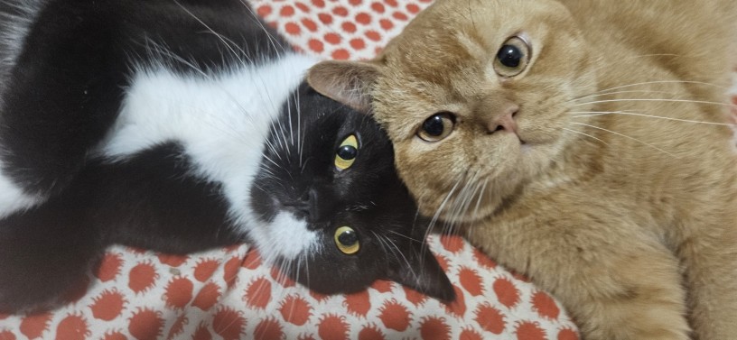 british-shorthair-big-3