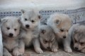 husky-siberiano-small-0