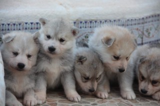 Husky siberiano