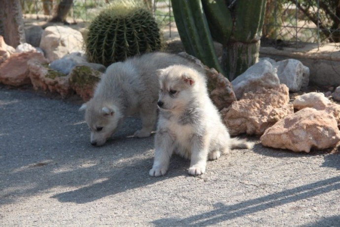 husky-siberiano-big-2