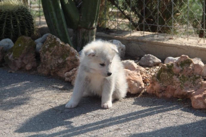 husky-siberiano-big-1